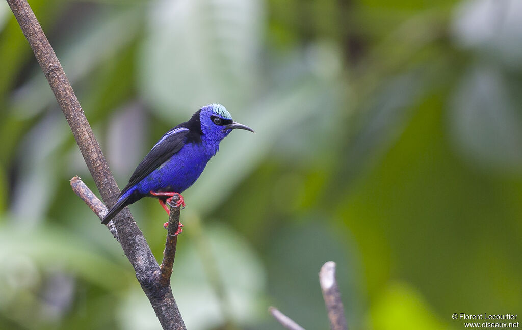 Red-legged Honeycreeper male