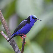 Red-legged Honeycreeper