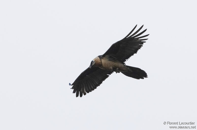 Bearded Vulture male adult