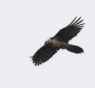 Bearded Vulture