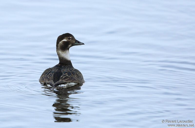 Long-tailed Duck female adult breeding