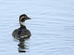 Long-tailed Duck