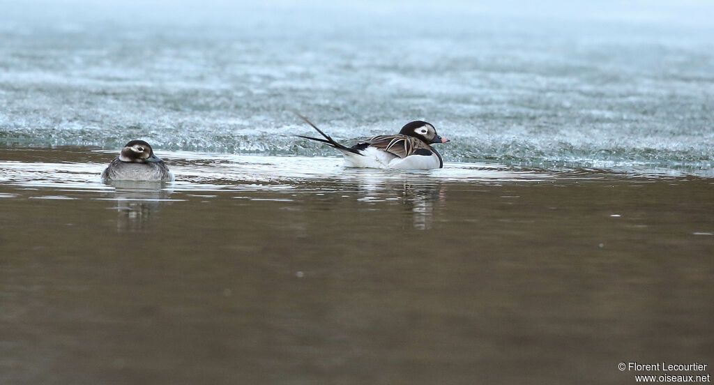 Long-tailed Duckadult breeding