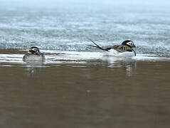 Long-tailed Duck