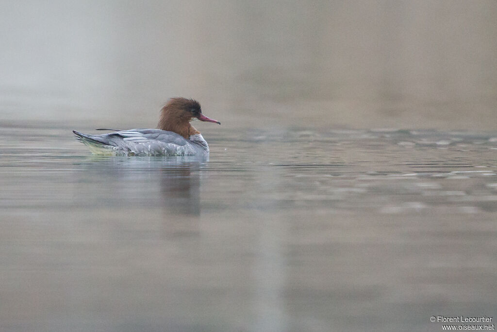 Common Merganser female