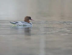 Common Merganser