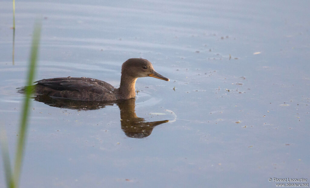 Hooded Merganser