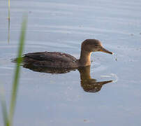 Hooded Merganser