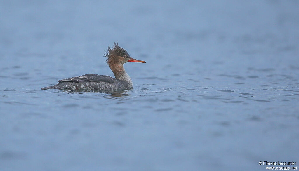 Red-breasted Merganser female