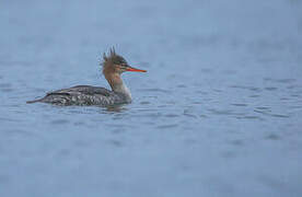 Red-breasted Merganser