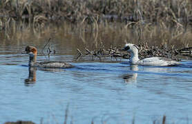 Smew