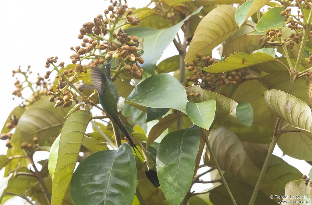 White-booted Racket-tail