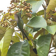 White-booted Racket-tail