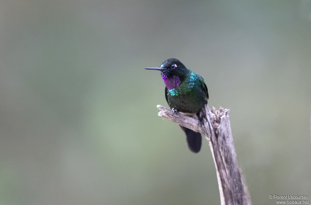 Héliange tourmaline