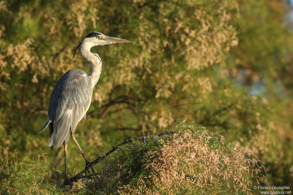 Grey Heron