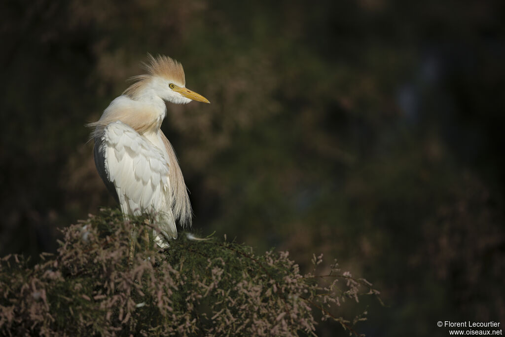 Western Cattle Egret