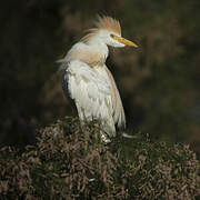 Western Cattle Egret