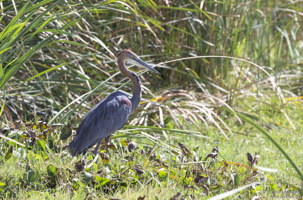 Goliath Heron