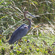 Goliath Heron