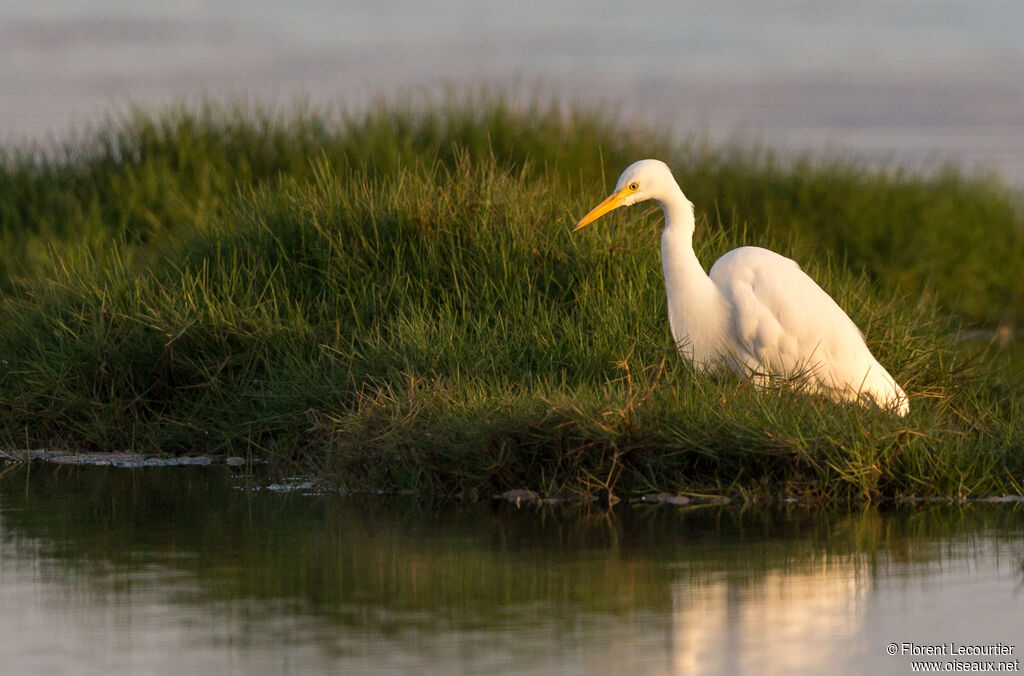 Medium Egret