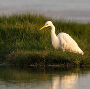 Medium Egret