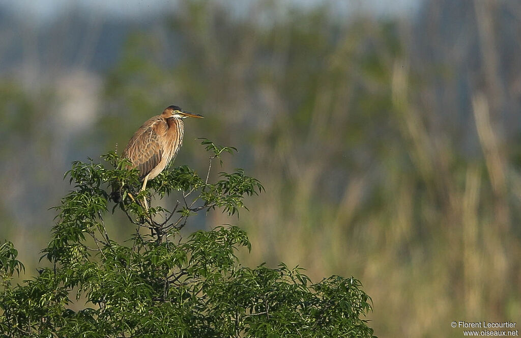 Purple Heron