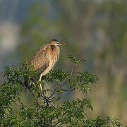 Purple Heron