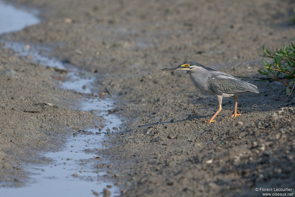 Striated Heron