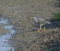 Striated Heron