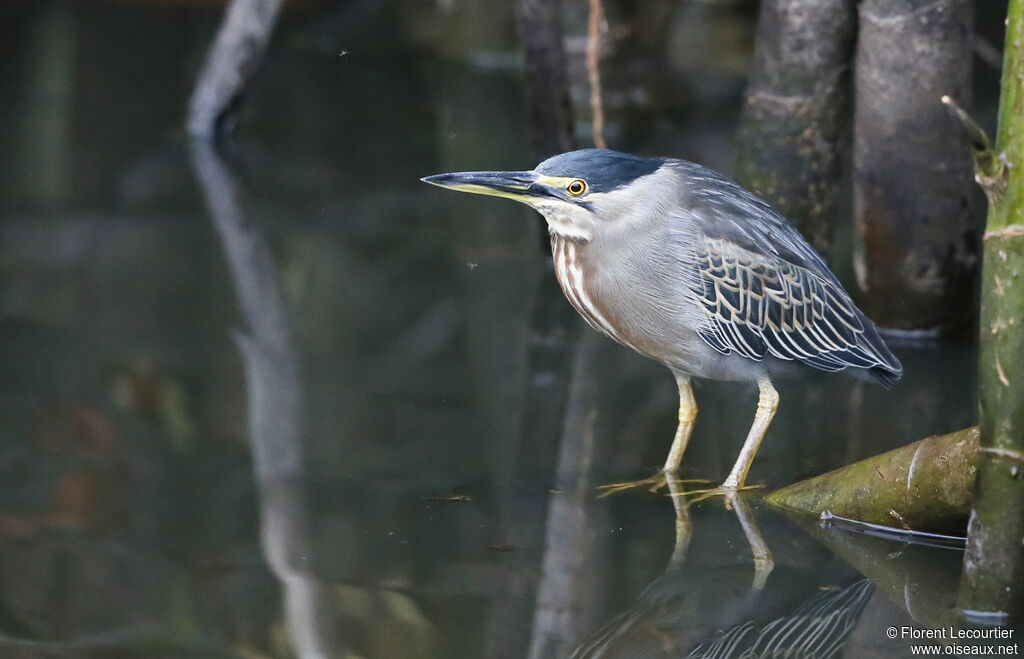 Striated Heron