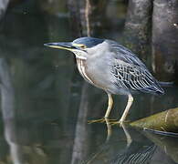 Striated Heron