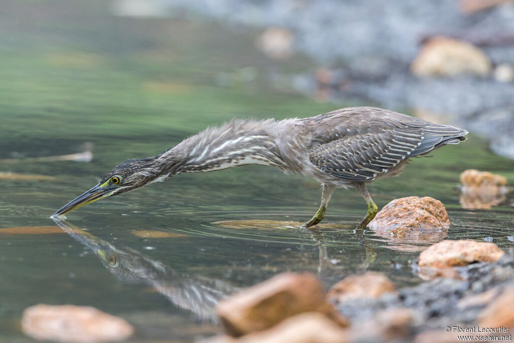 Striated Heron