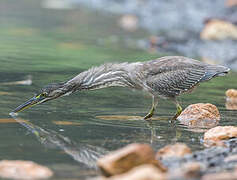 Striated Heron