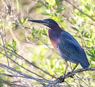 Green Heron