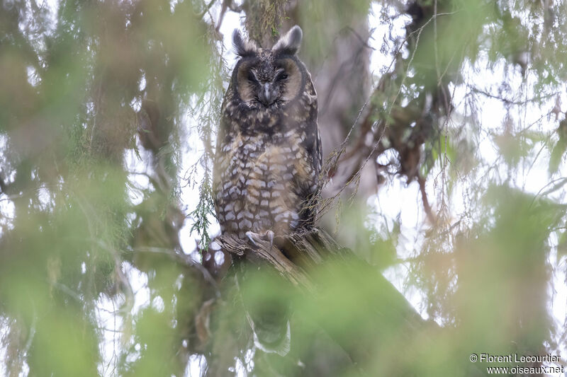 Abyssinian Owl
