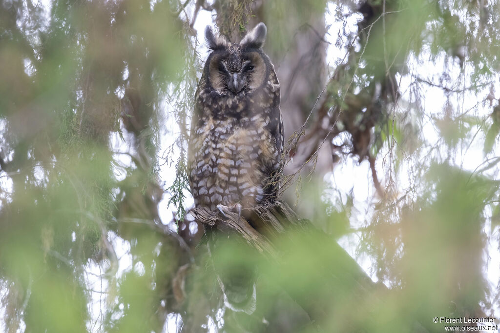 Hibou d'Abyssinie