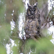 Abyssinian Owl