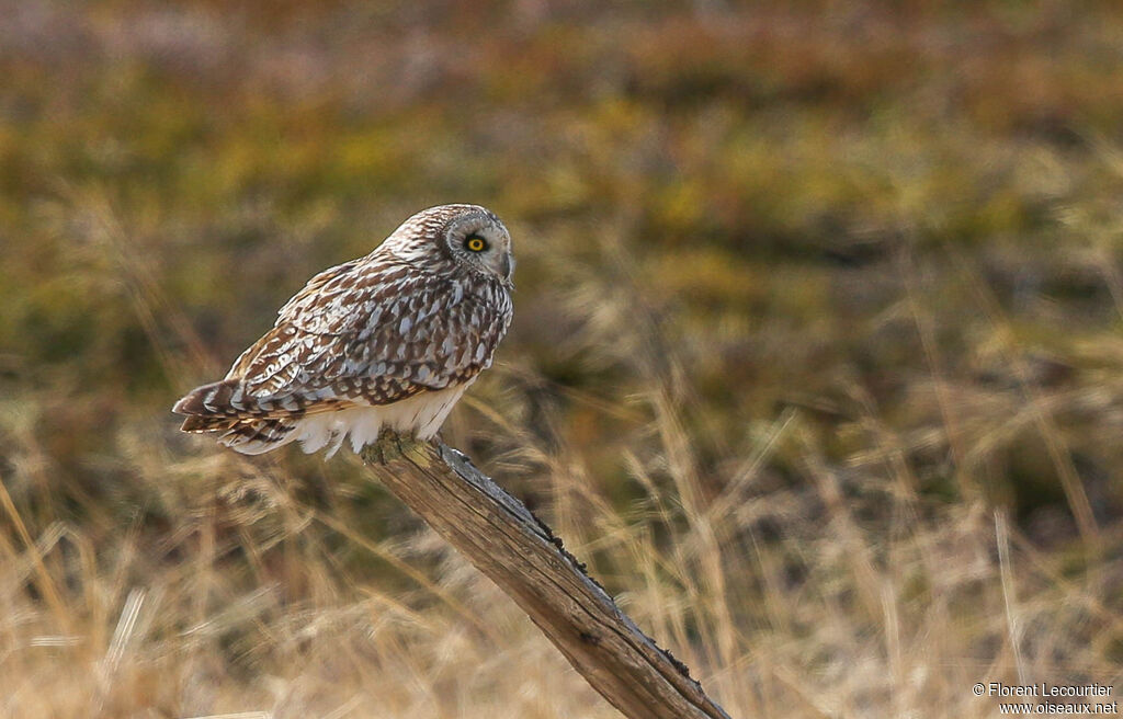 Hibou des marais