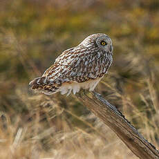 Hibou des marais