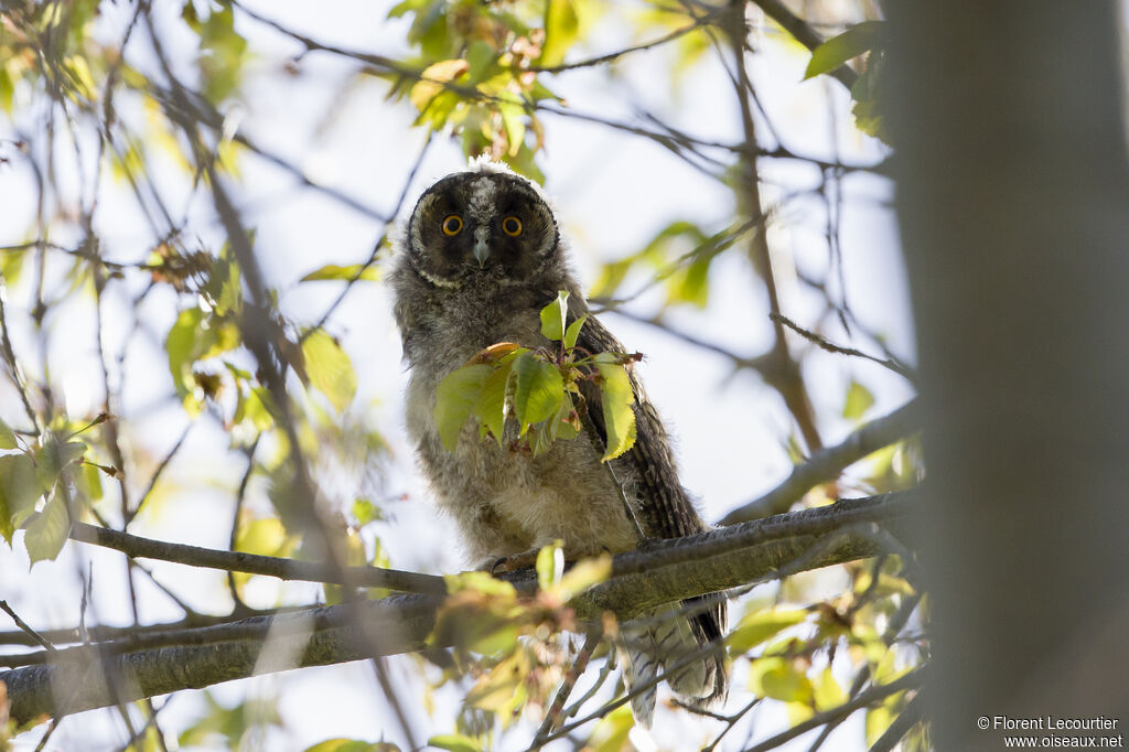 Long-eared Owl