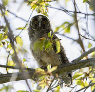 Long-eared Owl