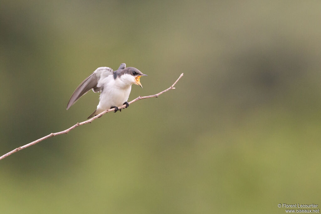 Hirondelle à ailes blanchesjuvénile