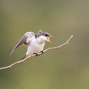 White-winged Swallow