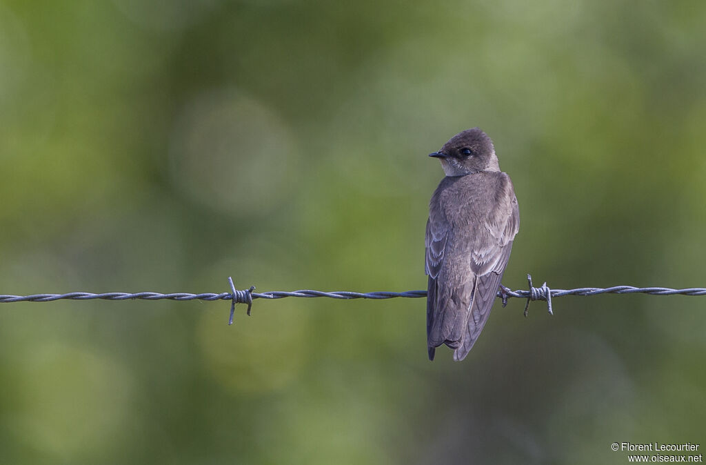 Hirondelle à ailes hérissées