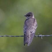 Hirondelle à ailes hérissées