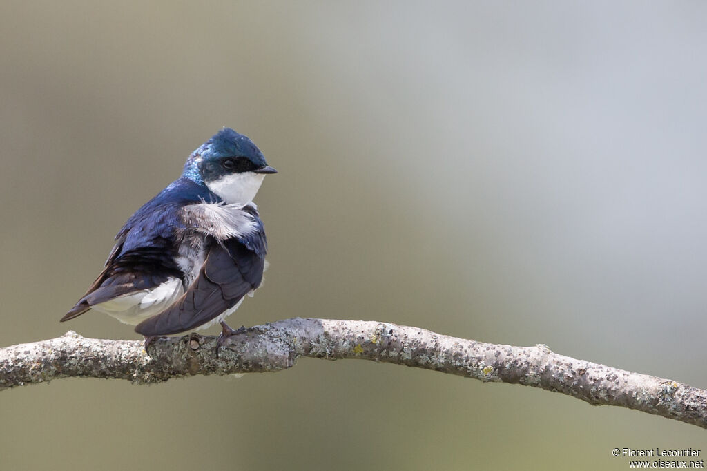 Hirondelle bicolore