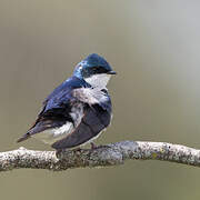 Tree Swallow