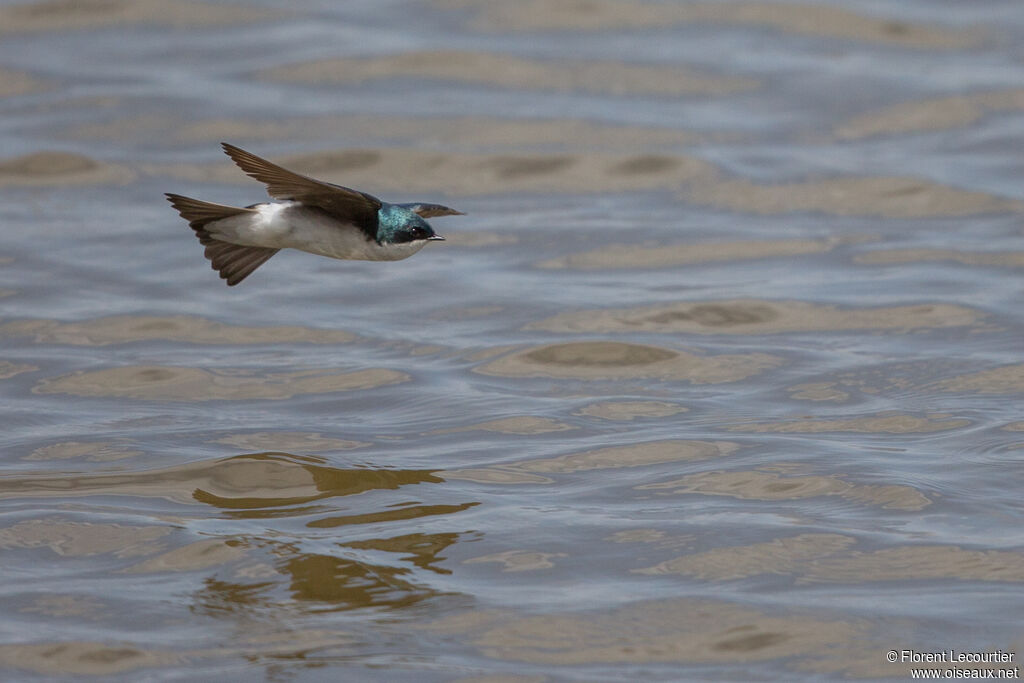 Hirondelle bicolore