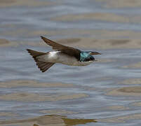 Tree Swallow