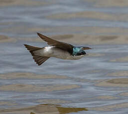 Hirondelle bicolore